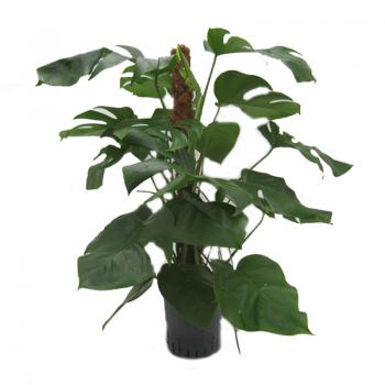Philodendron pertusem | Monstera